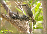 March 17, nest 4 NEW