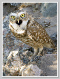 burrowing owl.. May 7, 2007