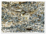 6 of 6  --  baby burrowing owl -  6/10/07