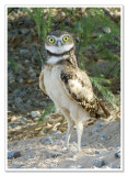 5 of  6  --  baby burrowing owl -  6/10/07