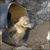 West Wetlands - June 14 Burrowing Owl Babies!