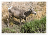 Bighorn Sheep -  photo 6 of 6