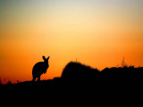 Stokes Hill Sunrise Silhouette.jpg