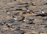 Red Capped Plovers