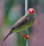 Star Finch.jpg