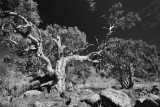 Mannum Falls Gum Tree.jpg