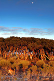 Moon Over Mulga.jpg