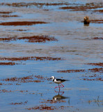 Pied Stilt Lake Alexandrina South Australia.jpg