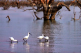 Pamamaroo_Lake Spoonbills.jpg