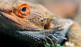 Bearded Dragon.jpg