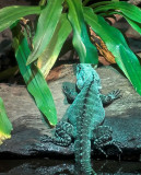 Water Dragon Sydney Aquarium_3.jpg