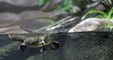 Platypus Sydney Aquarium NSW_2.jpg