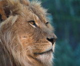 Taronga Lion.jpg