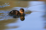 Duckling.jpg