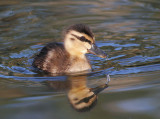 Duckling_6.jpg