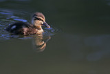 Duckling_8.jpg