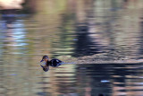 Duckling_3.jpg