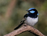 Superb Fairy Wren