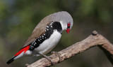 Diamond Firetail Finch