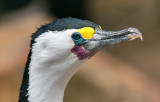 Cormorant.jpg