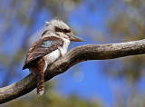 kookaburra.jpg