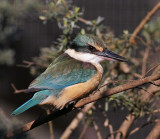 Sacred Kingfisher with Attitude.jpg