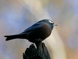 White Browed Woodswallow.jpg