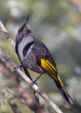 Spinebill.jpg