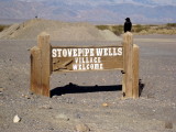 Stovepipe Wells raven