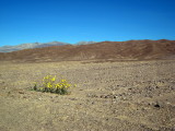 life in Death Valley