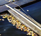 On the canal