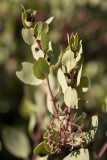 Manzanita (Arctostaphylos ssp.), with buds just starting