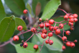 Toyon berries (Heteromeles arbutifolia)