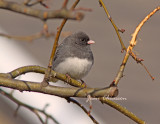 Junco Ardois Dark- eyed Junco