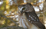 Petite Nyctale - Northern saw-whet owl