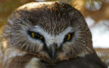 Petite Nyctale - Northern saw-whet owl