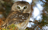 Petite Nyctale - Northern saw-whet owl