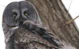 Chouette Lapone - Great Grey Owl