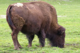 Bison D'amérique - Buffalo
