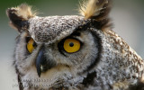 Grand Duc dAmrique - Great Horned Owl