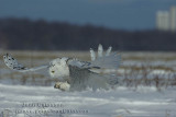 Harfang des Neiges (Snowy Owl)