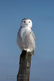 Harfang des Neiges (Snowy Owl)