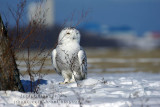 Harfang des Neiges (Snowy Owl)