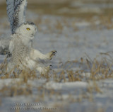 Harfang des Neiges (Snowy Owl)