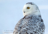 Harfang des Neiges (Snowy Owl)