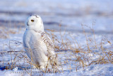 Harfang des Neiges (Snowy Owl