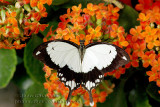 Papilio Dardanus