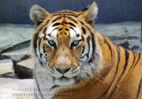 Tigre du Bengale (  Parc Safari Hemmingford )