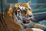 Tigre du Bengale  ( Panthera Tigris ) Parc Safari Hemmingford )