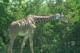 Girafe (  Parc Safari Hemmingford )